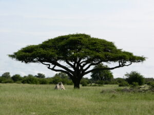 "Wyspa Skarbów", odc. 15 ZIMBABWE